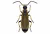 Rhagonycha femoralis