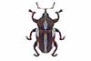 Tychius quinquepunctatus
