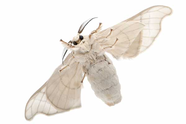 Jedwabnik morwowy (Bombyx mori)