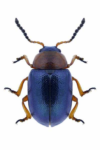 Kałdunica rdestówka (Gastrophysa polygoni)