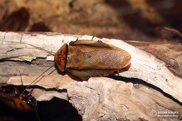 Karaczan jaskiniowy (Eublaberus posticus)