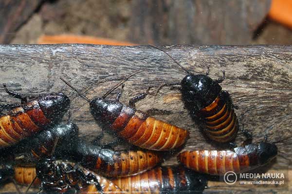 Karaczan madagaskarski (Gromphadorhina portentosa)