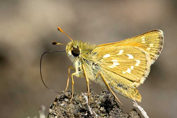 Karłątek klinek (Hesperia comma)