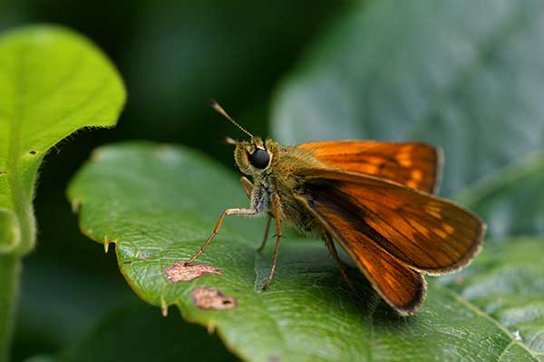 Karłątek kniejnik (Ochlodes sylvanus, Ochlodes ventatus)