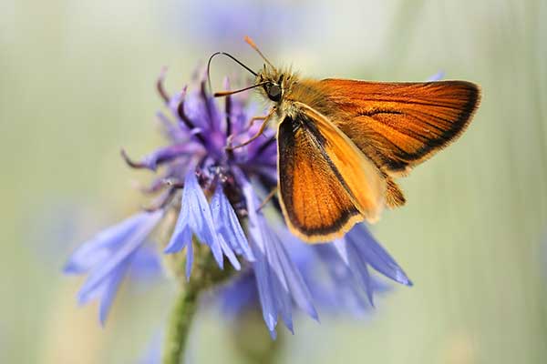 Karłątek leśny (Thymelicus sylvestris)