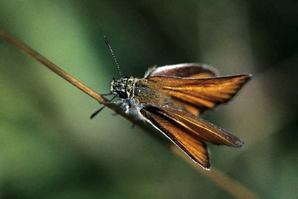 Karłątek ryska (Thymelicus lineola)