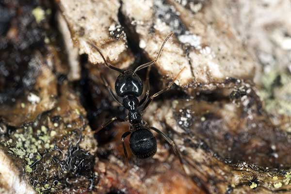 Kartonówka zwyczajna (Lasius fuliginosus)