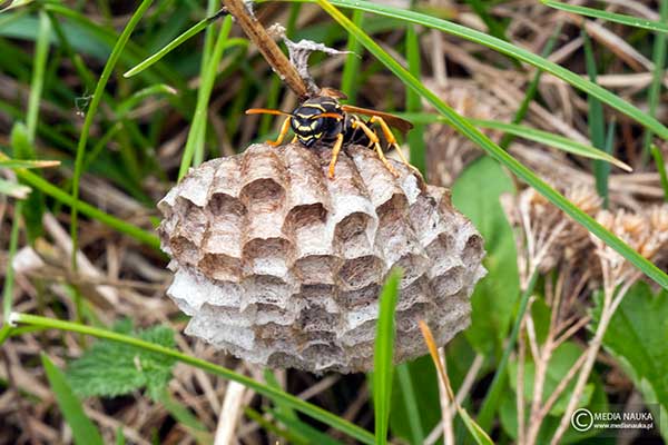 Klecanka polna (Polistes nimpha)