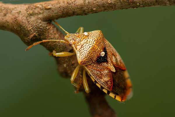 Knieżyca szara (Elasmucha grisea)