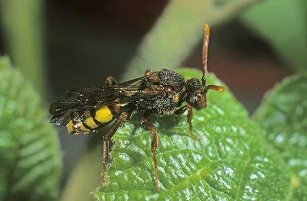 Koczownica rudowłosa (Nomada lathburiana)