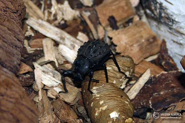 Kolczak seszelski (Polposipus herculeanus)