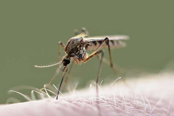 Komar brzęczący, komar pospolity (Culex pipiens)