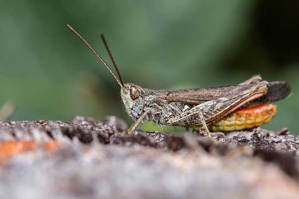 Konik brunatny (Chorthippus brunneus)