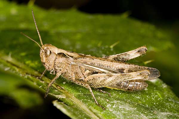 Konik pospolity (Chorthippus biguttulus)