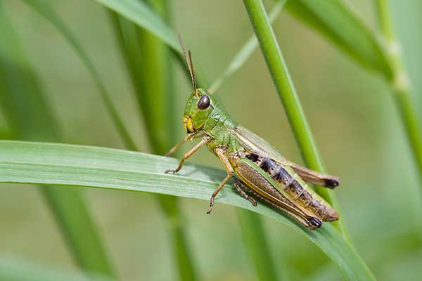 Konik wąsacz (Chorthippus parallelus)