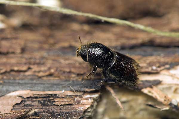 Kornik drukarz (Ips typographus)