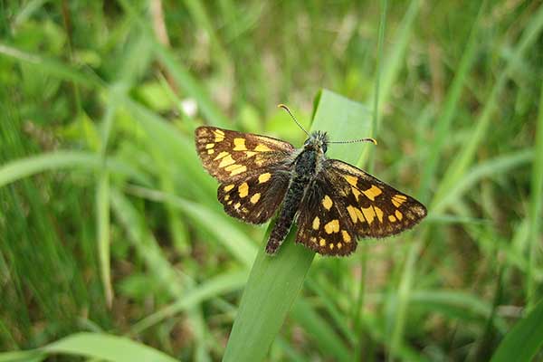 Kosternik palemon (Carterocephalus palaemon)