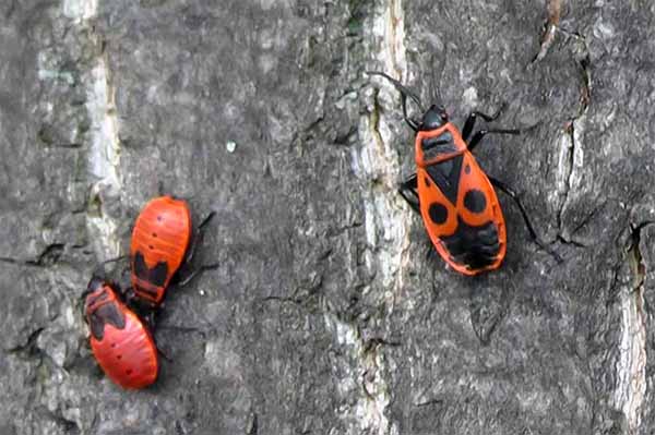 Kowal bezskrzydły (Pyrrhocoris apterus)