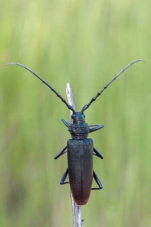 Kozioróg dębosz (Cerambyx cerdo)