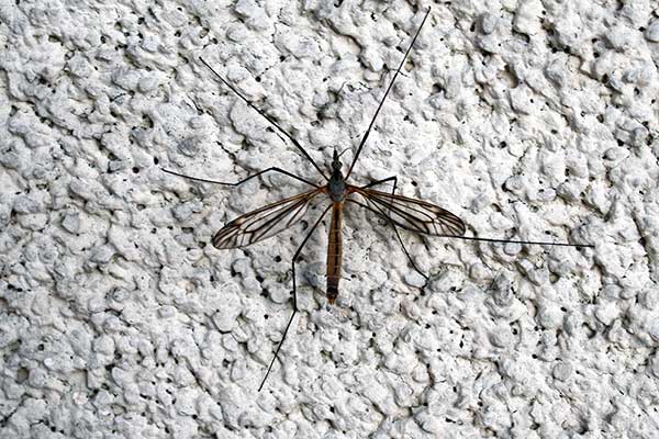 Koziułka warzywna (Tipula oleracea)