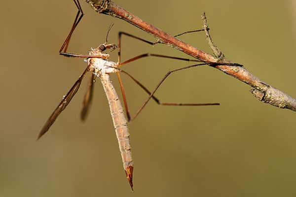 Koziułka wielka (Tipula maxima)