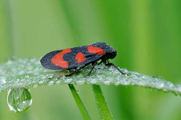 Krasanka natrawka (Cercopis vulnerata)