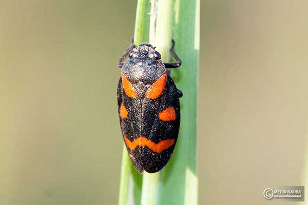 Krasanka przepaskówka (Cercopis sanguinolenta)