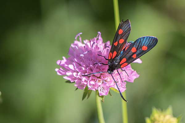 Kraśnik dzięgielowiec (Zygaena angelicae)