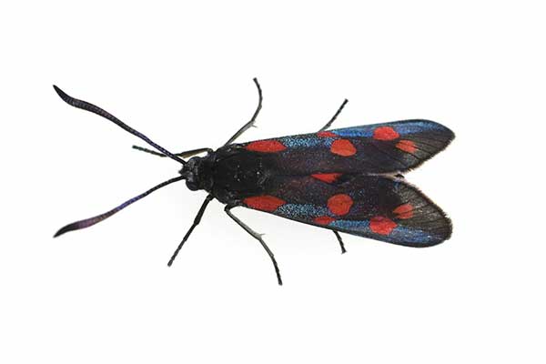 Kraśnik goryszowiec (Zygaena ephialtes)