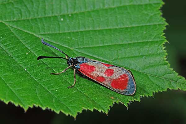 Kraśnik komonicowiec (Zygaena loti)