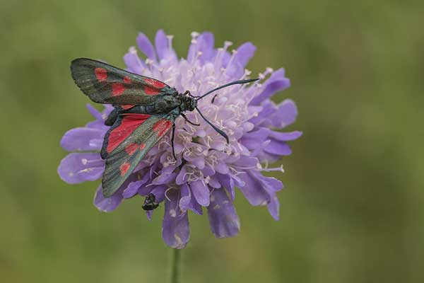 Kraśnik pięcioplamek (Zygaena trifolii)