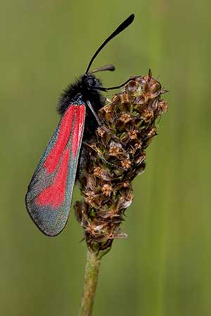 Kraśnik purpuraczek (Zygaena purpuralis)