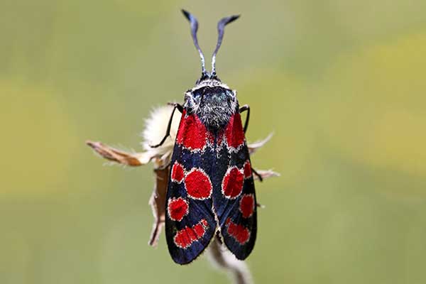 Kraśnik rzęsinowiec (Zygaena carniolica)