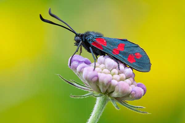 Kraśnik sześcioplamek (Zygaena filipendulae)