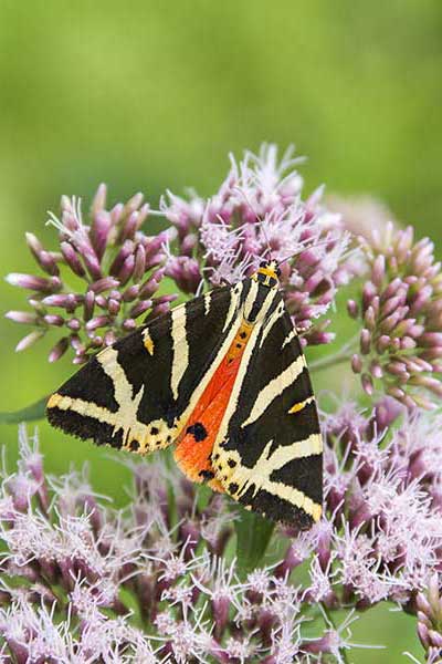 Krasopani hera (Euplagia quadripunctaria)