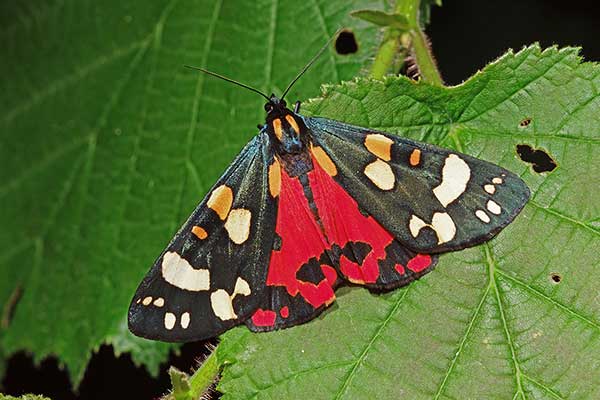 Krasopani poziomówka (Callimorpha dominula)