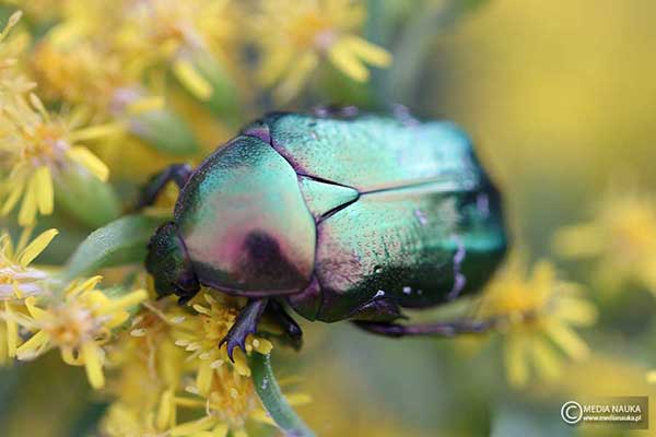 Kruszczyca złotawka (Cetonia aurata)