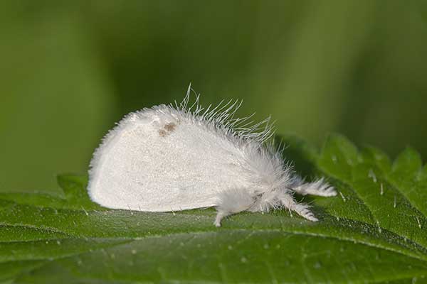 Kuprówka złotnica (Euproctis similis)