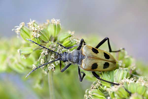 Kwiatomir czteroplamy (Pachyta quadrimaculata)