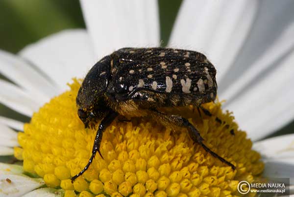 Łanocha pobrzęcz (Oxythyrea funesta)