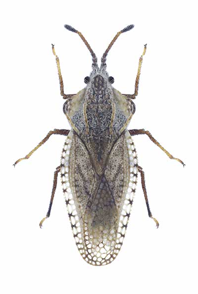 (Lasiacantha gracilis)