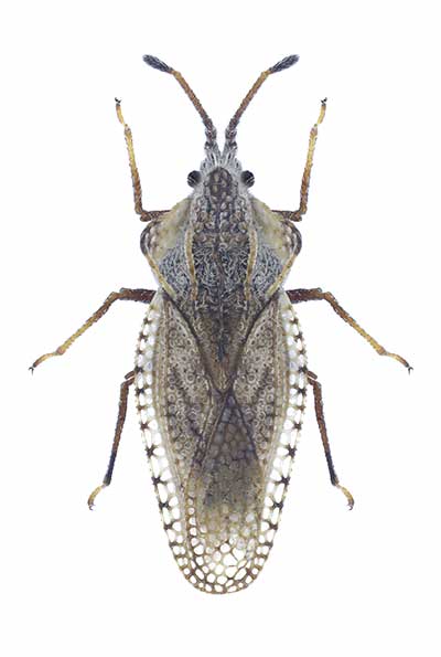  (Lasiacantha gracilis)