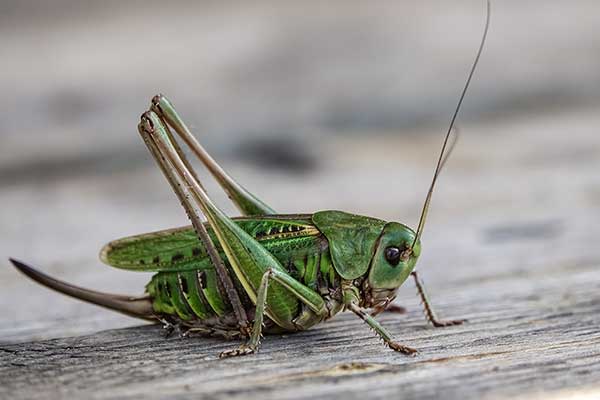 Łatczyn brodawnik (Decticus verrucivorus)