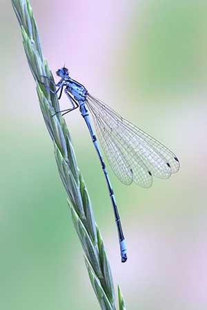 Łątka dzieweczka (Coenagrion puella)