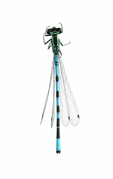 Łątka halabardówka, łątka stawowa (Coenagrion hastulatum)