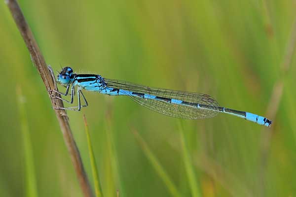 Łątka zalotna (Coenagrion scitulum)