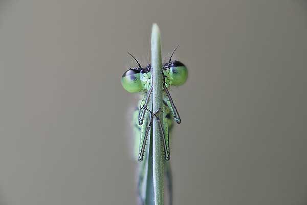 Łątka zielona (Coenagrion armatum)