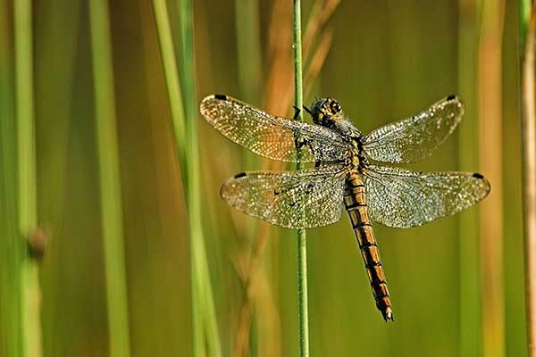 Lecicha pospolita (Orthetrum cancellatum)