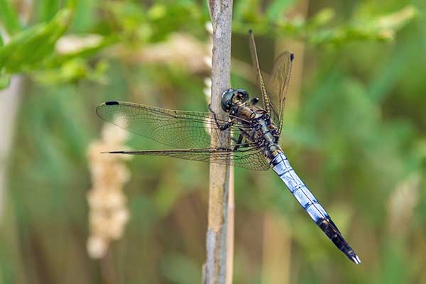 Lecicha białoznaczna (Orthetrum albistylum)