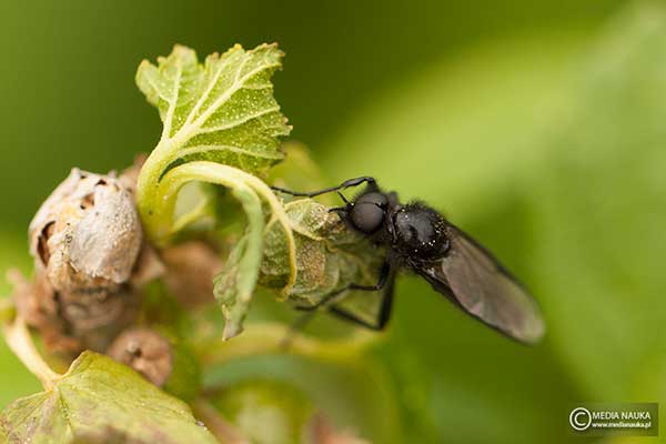 Leń marcowy, leń świętego Marka (Bibio marci)